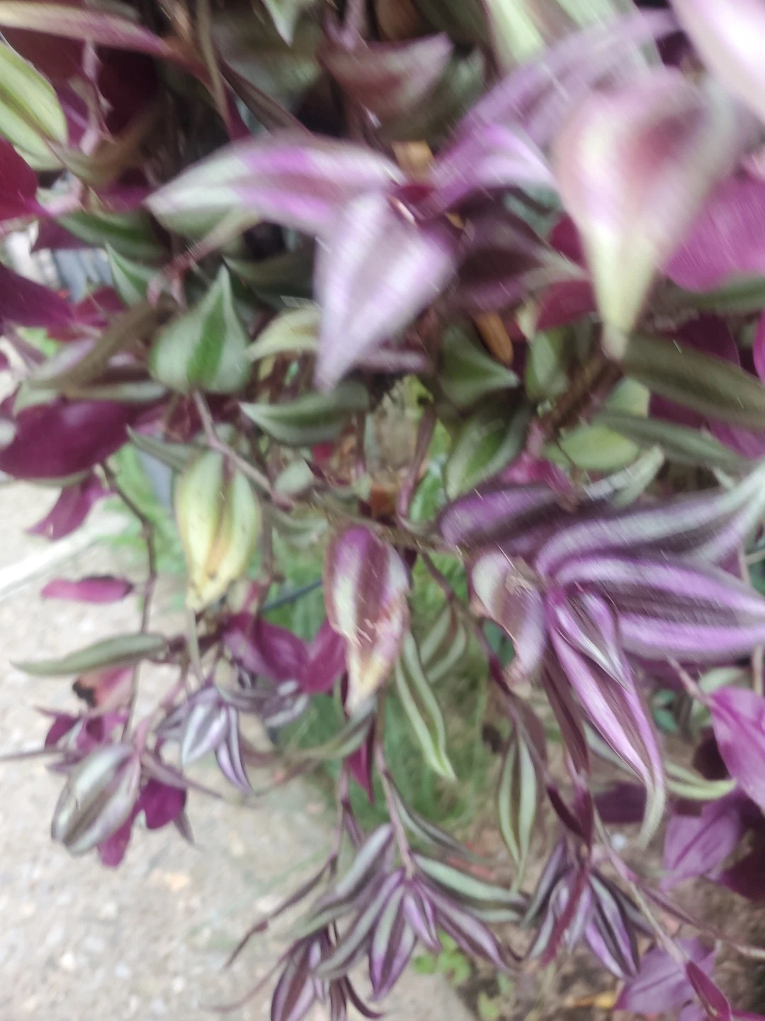Tradescantia Zebrina Cuttings – 15 Wandering Jew Tips with Aerial Roots, 12 Inches Long, Easy-to-Grow Houseplant Propagation
