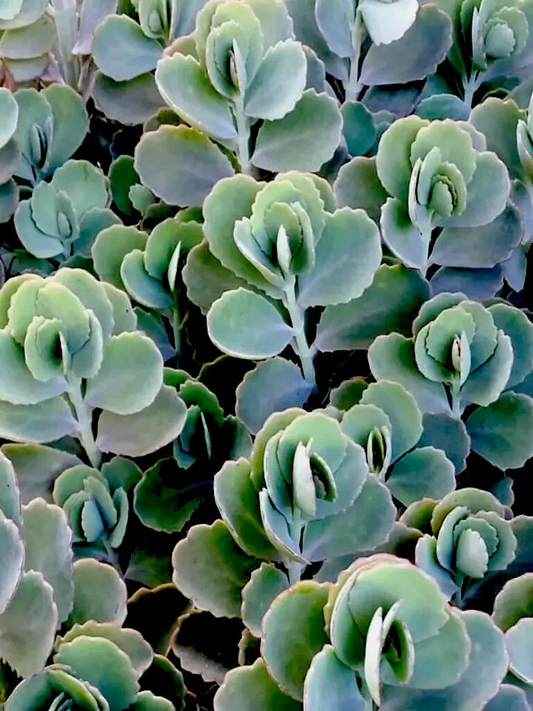 Lavender Scallops Kalanchoe Succulent Plants – 3 Rooted Cuttings, Live 6+ Inch Fedtschenkoi Succulents for Indoor Outdoor Decor