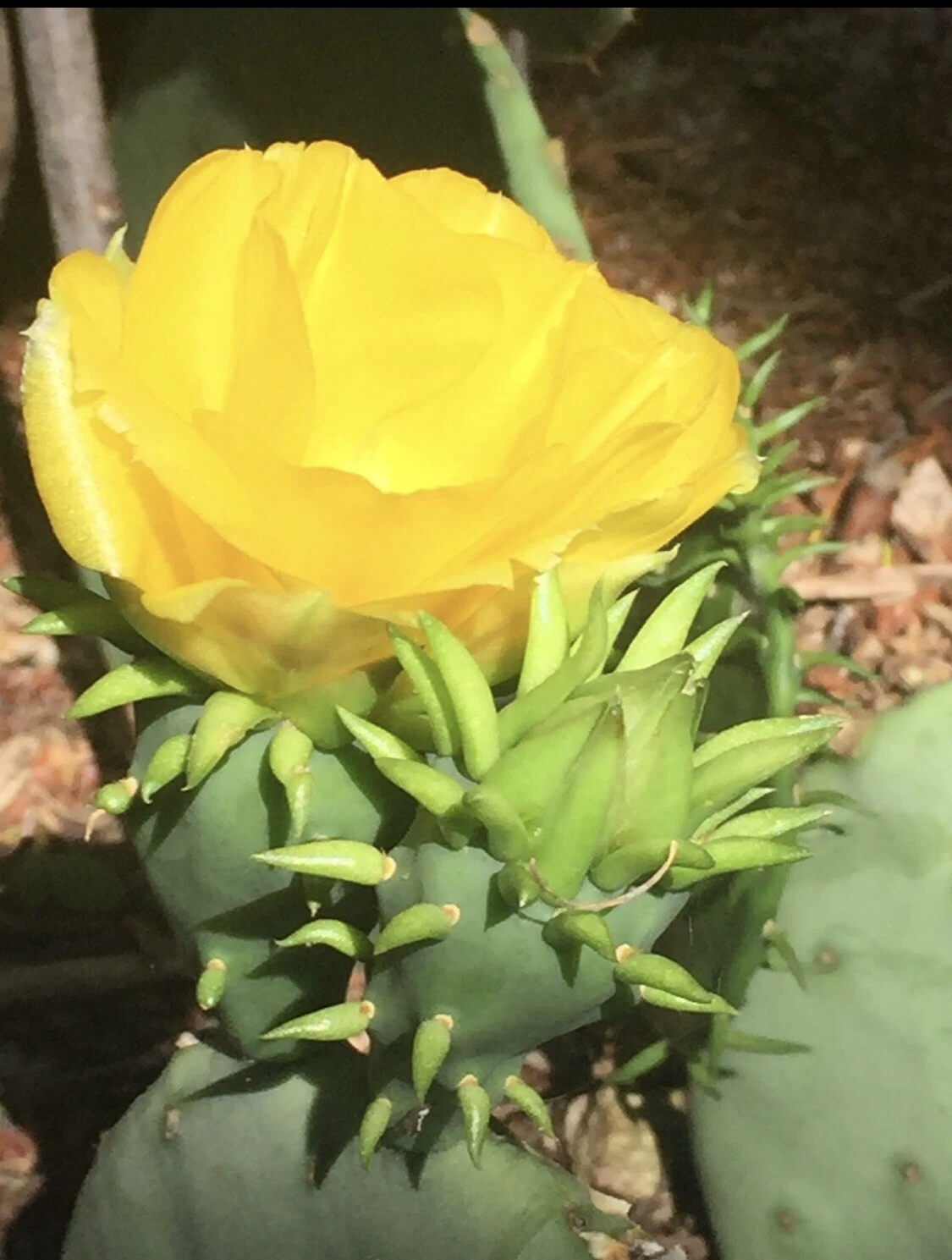 Prickly Pear Cactus Pad Cutting Live Opuntia with Yellow Flowers and Red Fruit, Drought-Tolerant Succulent Plant