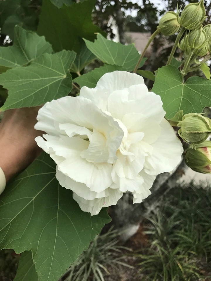 Confederate Rose Cuttings – 2 Live Hibiscus mutabilis Unrooted Plant Cuttings with Color Changing Flowers for Garden Landscape