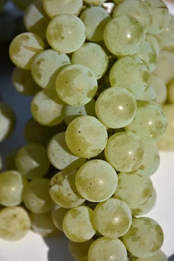 Louise Swenson Grape Vine Cuttings Set of 5, Organic Vitis Hybrid for Propagation and Planting