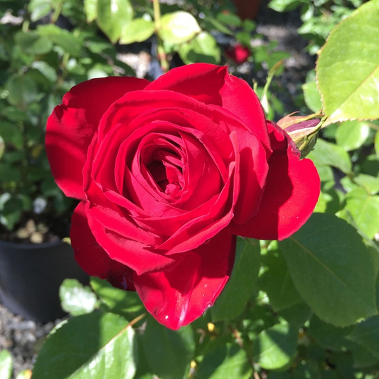 Kashmir Rose Cuttings Live, 6 Unrooted Red Flowering Shrub Propagation Plants, Garden Flowering Plant