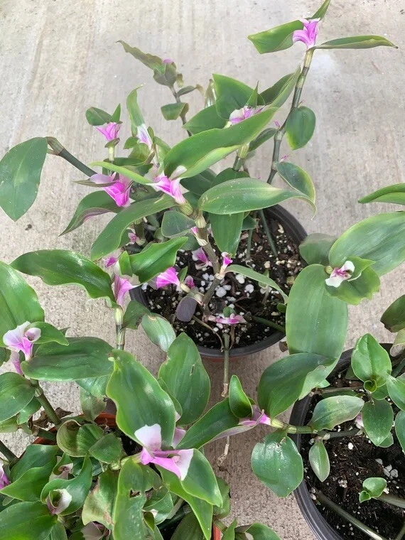 Variegated Tradescantia Blushing Bride Cuttings – 3 Live Houseplant Propagation Plants with Pink and Green Foliage
