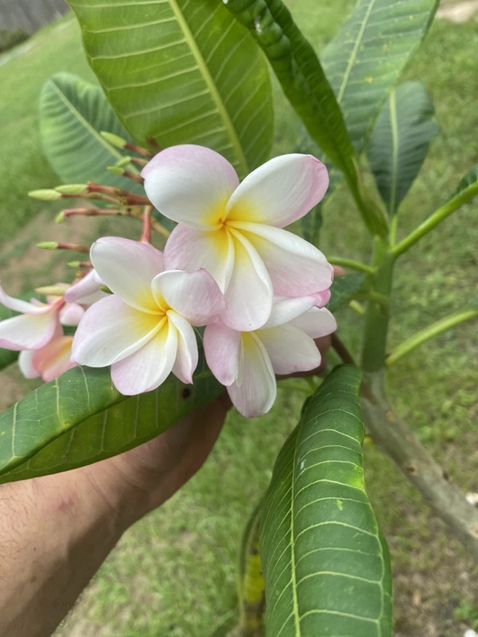 Orange Rainbow Plumeria Cuttings – 6-12 Inch Frangipani Live Plant for Garden, Tropical, Fragrant Blooms