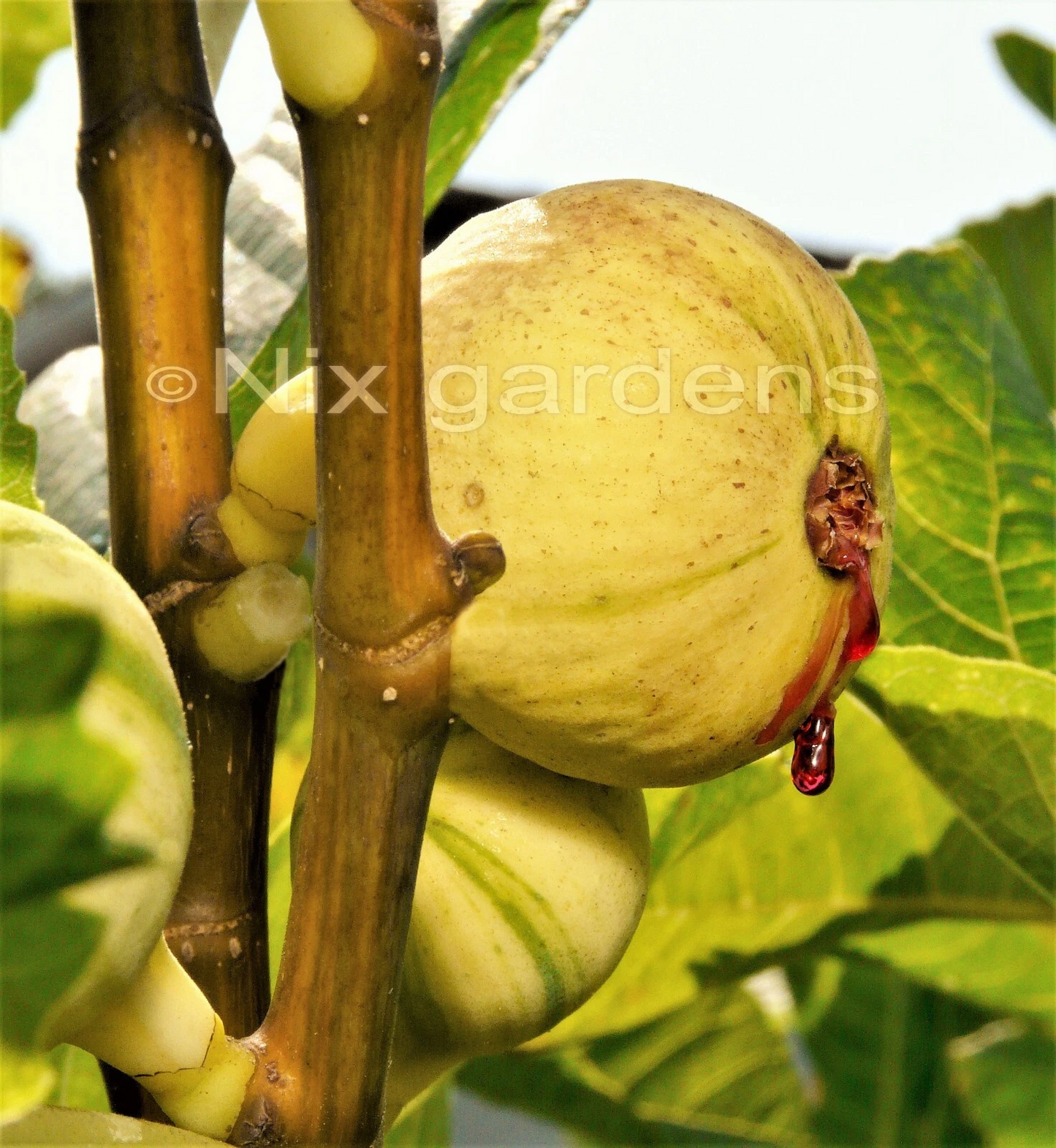 Panaché Tiger Fig Cuttings – 2 Unrooted Ficus Carica ‘Panaché’ Variegated Fig Tree Propagation Cuttings