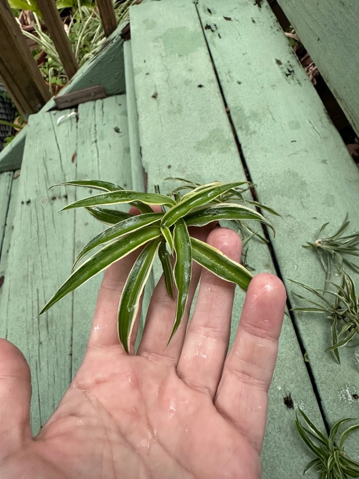 Reverse Variegated Spider Plant Cuttings – Live Chlorophytum comosum Indoor Houseplant Propagation Material