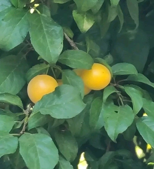 Marianna Yellow Plum Tree Cuttings – 3 Live Unrooted Prunus Cerasifera Propagation Stock for Garden Planting