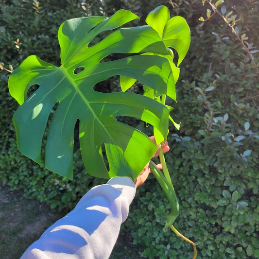 Large Monstera Deliciosa Rooted Cutting – Live Tropical Houseplant, Swiss Cheese Plant for Indoor Growing, Unique Fenestrated Leaves