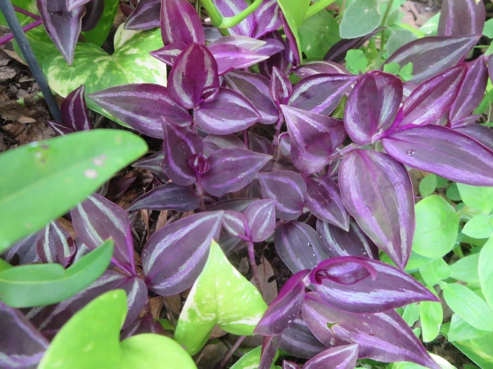 Wandering Jew Tradescantia Zebrina Burgundy Unrooted Cuttings – Live Houseplant Propagation, Low Maintenance Indoor Plant