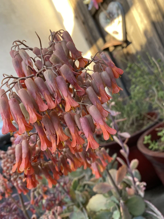 Kalanchoe Marnieriana Succulent Cuttings 6 Pieces Unrooted for Indoor Outdoor Containers, Easy to Grow