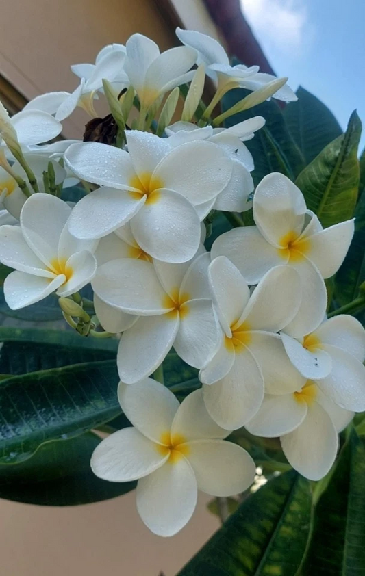 Hawaiian White Plumeria Rooted Top Cut 8 Inch Frangipani Live Plant for Container Growing, Fragrant White Flowers, Tropical Garden
