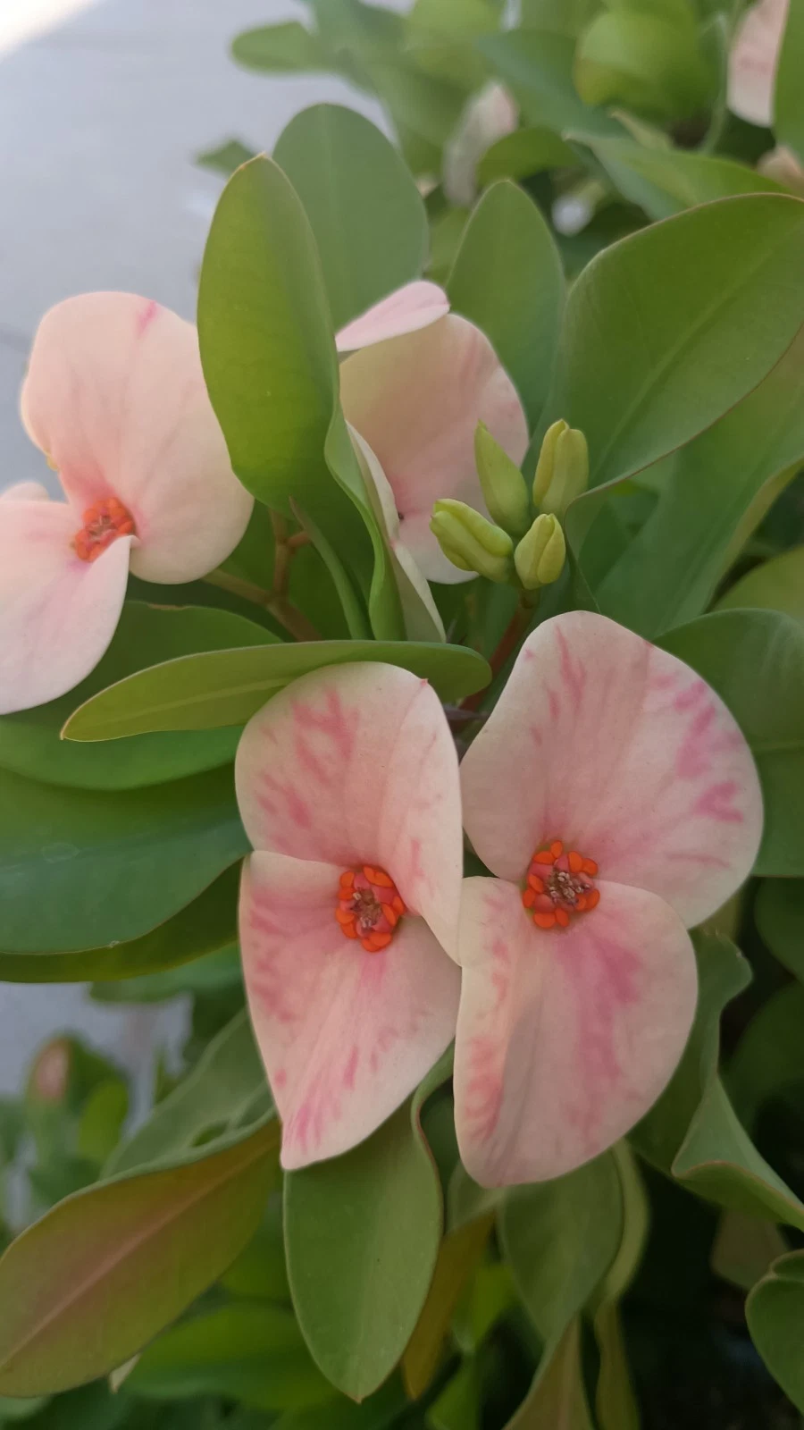Yogurt Orchid Crown of Thorns Cutting – Euphorbia Milii Succulent Plant for Propagation and Gardening