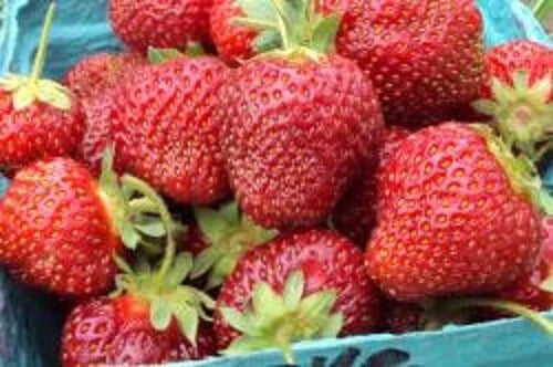 Honeoye Strawberry Plants Lot of 10 – Junebearing, Disease Resistant, Self-Pollinating Fragaria ananassa