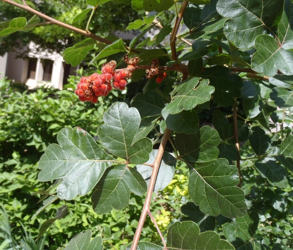 Fragrant Lemon Sumac Cuttings – 10 Rhus aromatica Native Shrub for Landscaping, Wildlife Gardens, Permaculture
