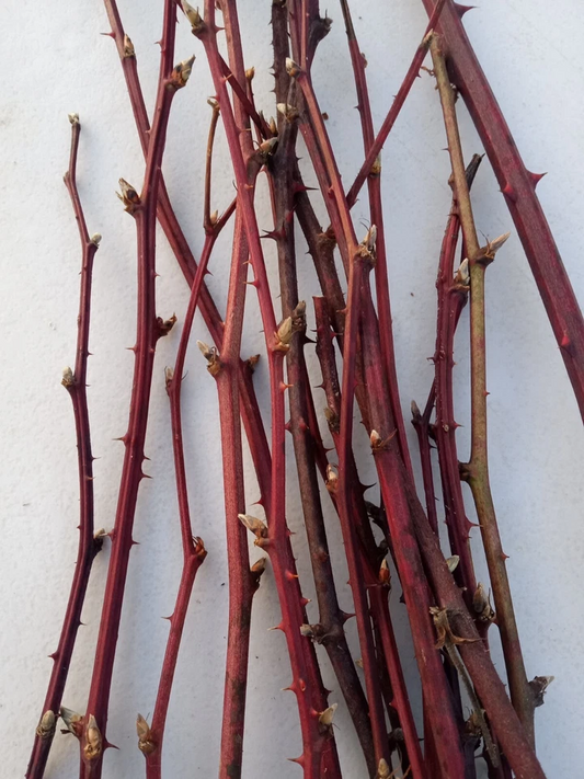 Maine Organic Blackberry Plant Cuttings – 15 Two-Year-Old Bramble Canes, Cold Hardy Fruit Vine, Organic Blackberries for Garden Cultivation