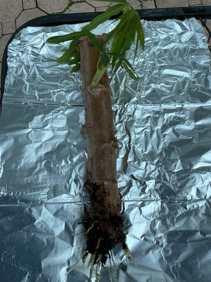 Golden Cassava Rooted Cutting – 8–12 Inch Manihot esculenta Tropical Shrub for Garden or Container Growing