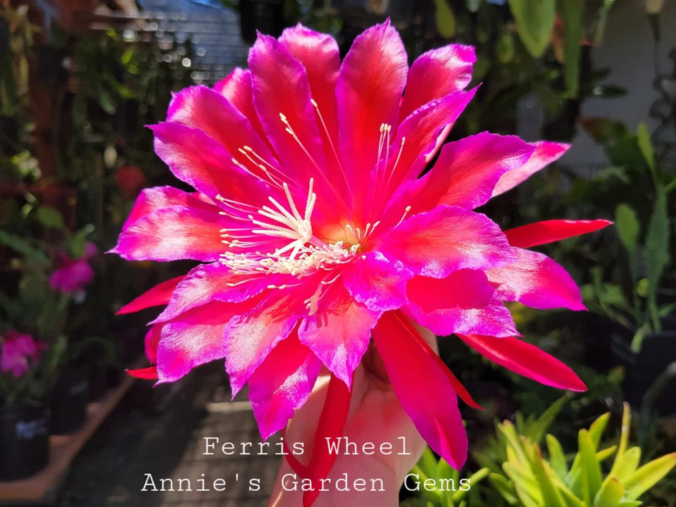 Epiphyllum ‘Ferris Wheel’ Unrooted Cuttings – Orchid Cactus Live Plant, 8–10 Inch Starter, Unique Wheel-Like Blooms, Indoor or Outdoor Garden