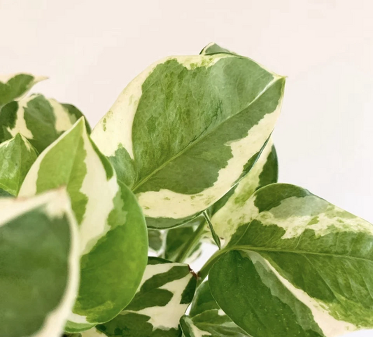 Pearl and Jade Pothos Cutting – Variegated Epipremnum aureum Unrooted Plant Propagation 3 Leaves
