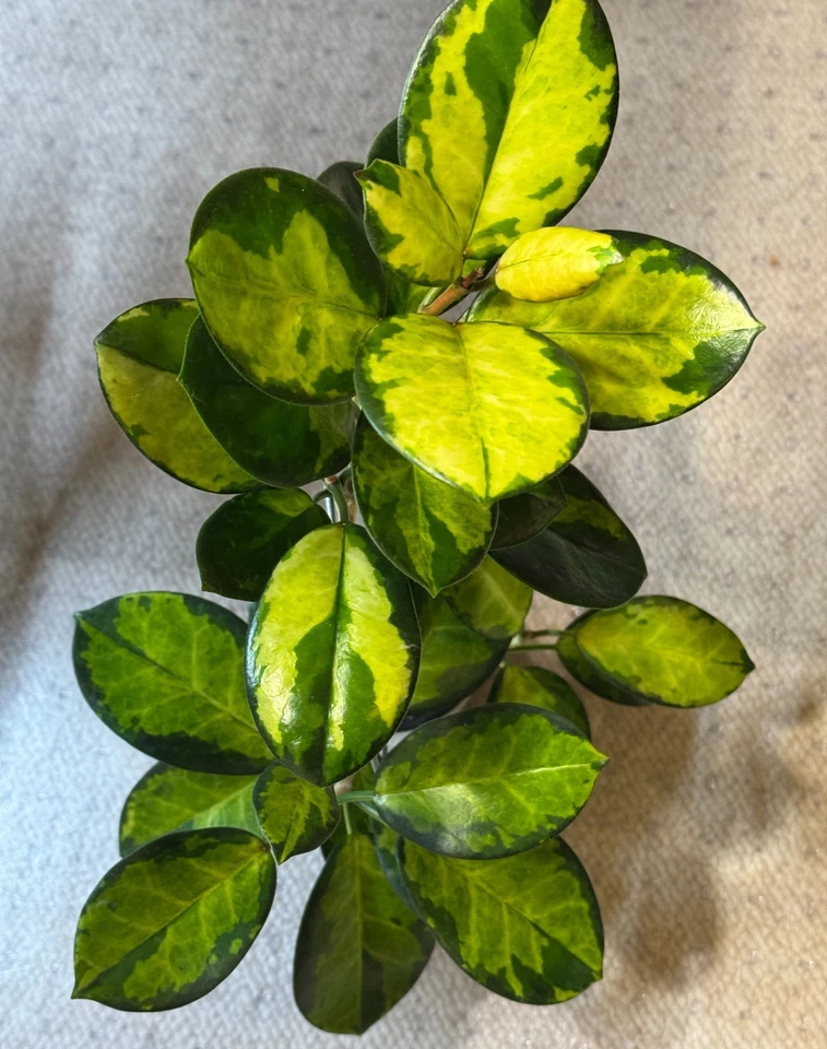 Hoya Australis Lisa Single Node Cutting Variegated Wax Plant Live Propagation Plant