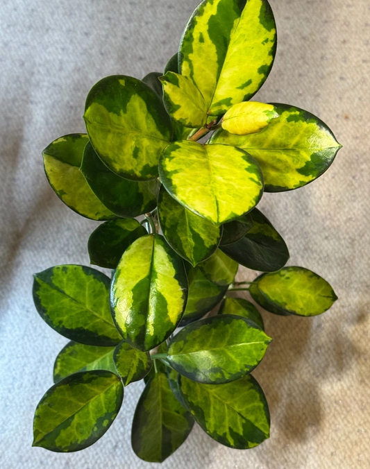 Hoya Australis Lisa Single Node Cutting Variegated Wax Plant Live Propagation Plant