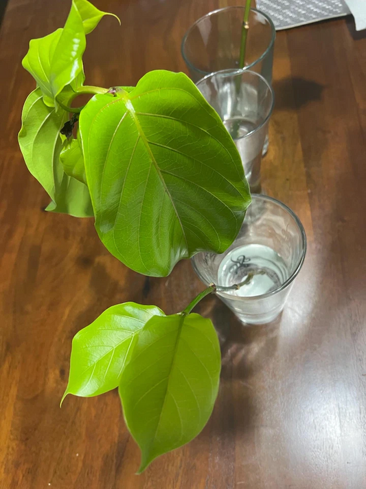 Live Nauclea latifolia Cutting for Propagation – Tropical Tree, Unrooted Planting Material for Garden or Container Growth