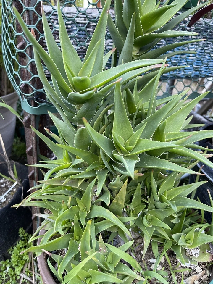 Climbing Aloe Ciliaris Unrooted Cuttings 3 Pack Trailing Succulent Vine for Indoor Outdoor Gardening