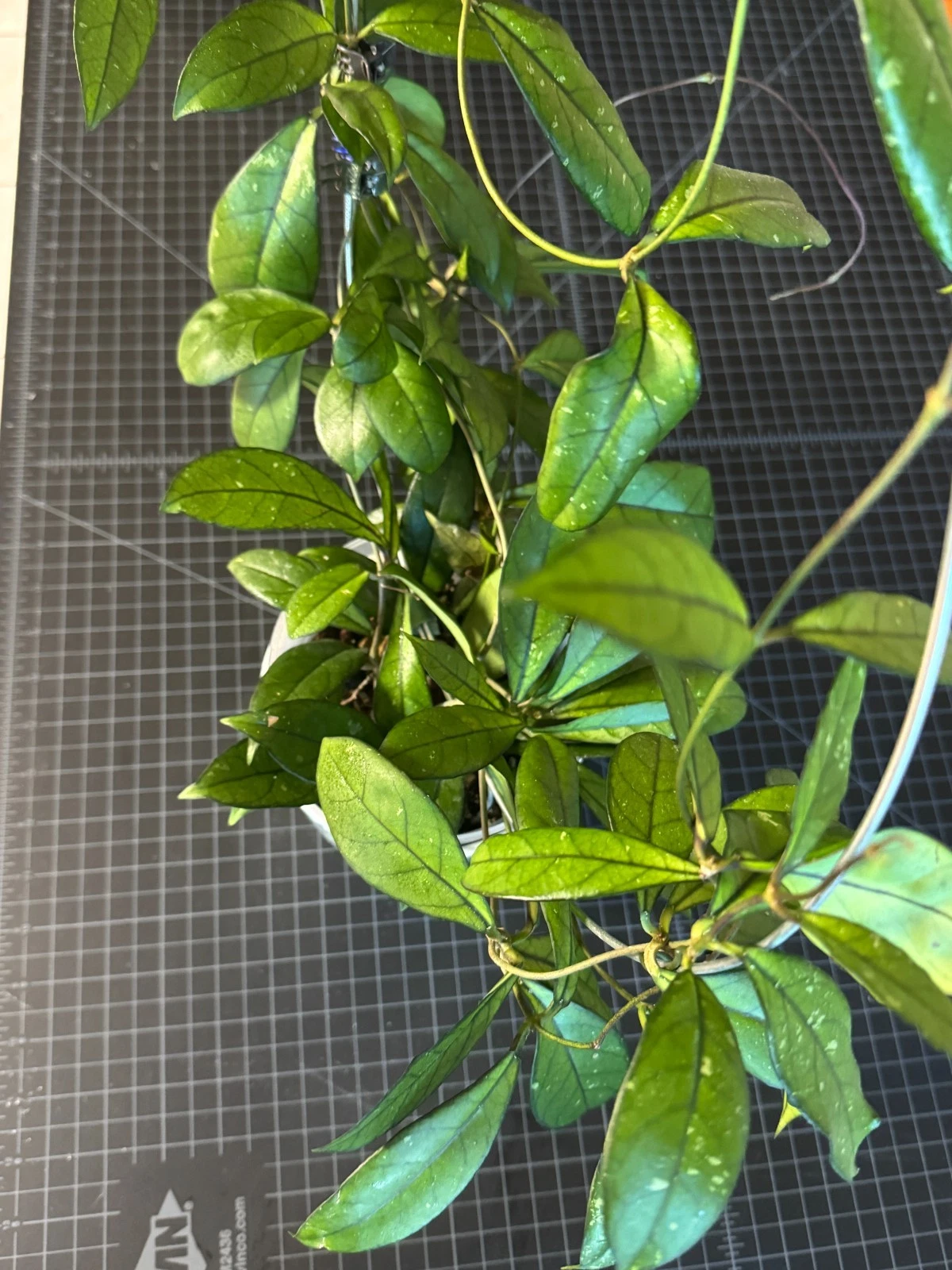 Hoya Crassipetiolata One Node Cutting – Rare Indoor Houseplant for Propagation, Unique Foliage, Beginner Friendly