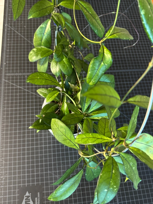 Hoya Crassipetiolata One Node Cutting – Rare Indoor Houseplant for Propagation, Unique Foliage, Beginner Friendly