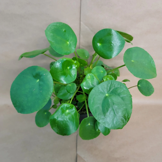 Live Pilea Peperomioides Houseplant in 4-Inch Pot, Chinese Money Plant, Indoor Green Plant, Compact, Perennial