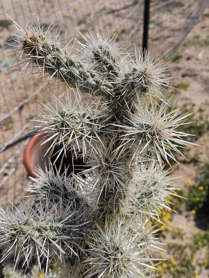 Silver Cholla Branches – Dried Cylindropuntia echinocarpa for Crafts, Desert Décor, Terrariums, Reptile Habitats