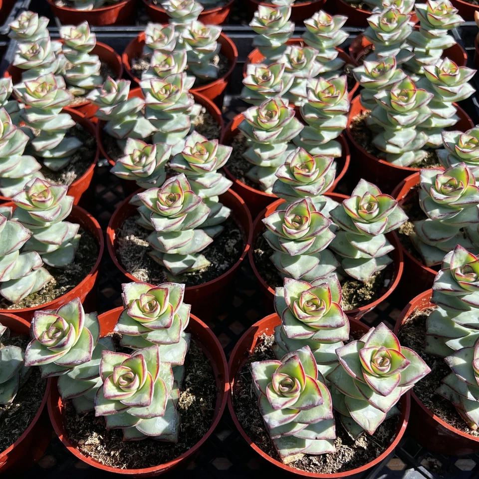 Crassula Perforata Succulent Plant Live in 4 Inch Planter, String of Buttons, Rooted, Easy Care, Indoor or Outdoor Decor