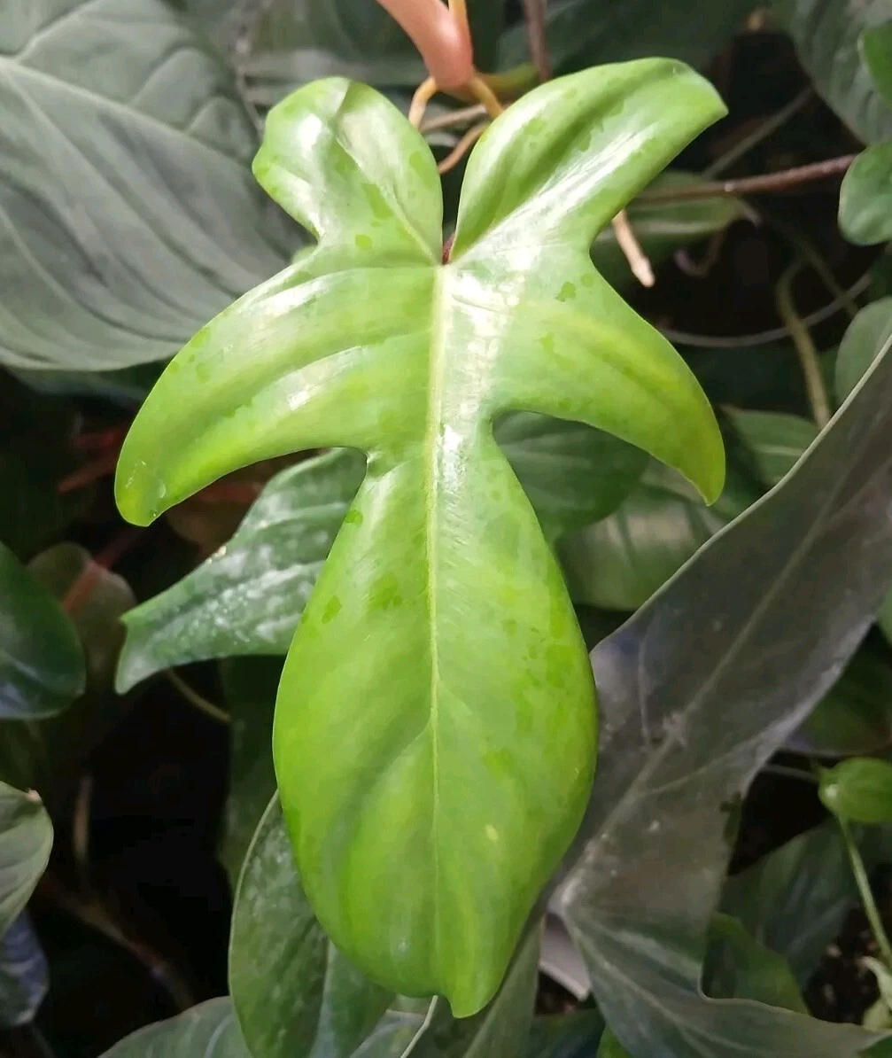 Philodendron Florida Beauty Green Form Cutting – Unrooted Aroid Stem for Propagation and Indoor Growing, Rare Tropical Houseplant