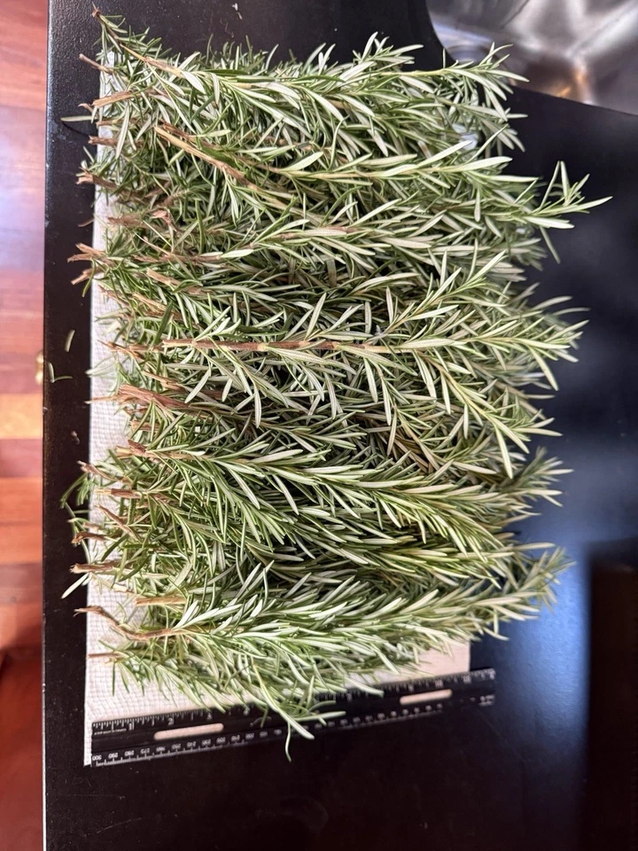 Fresh Rosemary Cuttings – 10 Organic Live Stems Rosmarinus officinalis for Planting, Cooking & Garden Propagation