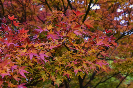 Japanese Maple Cuttings – 15 Fresh Acer Palmatum Propagation Stems, 8–12 Inches Tall, Ready for Planting