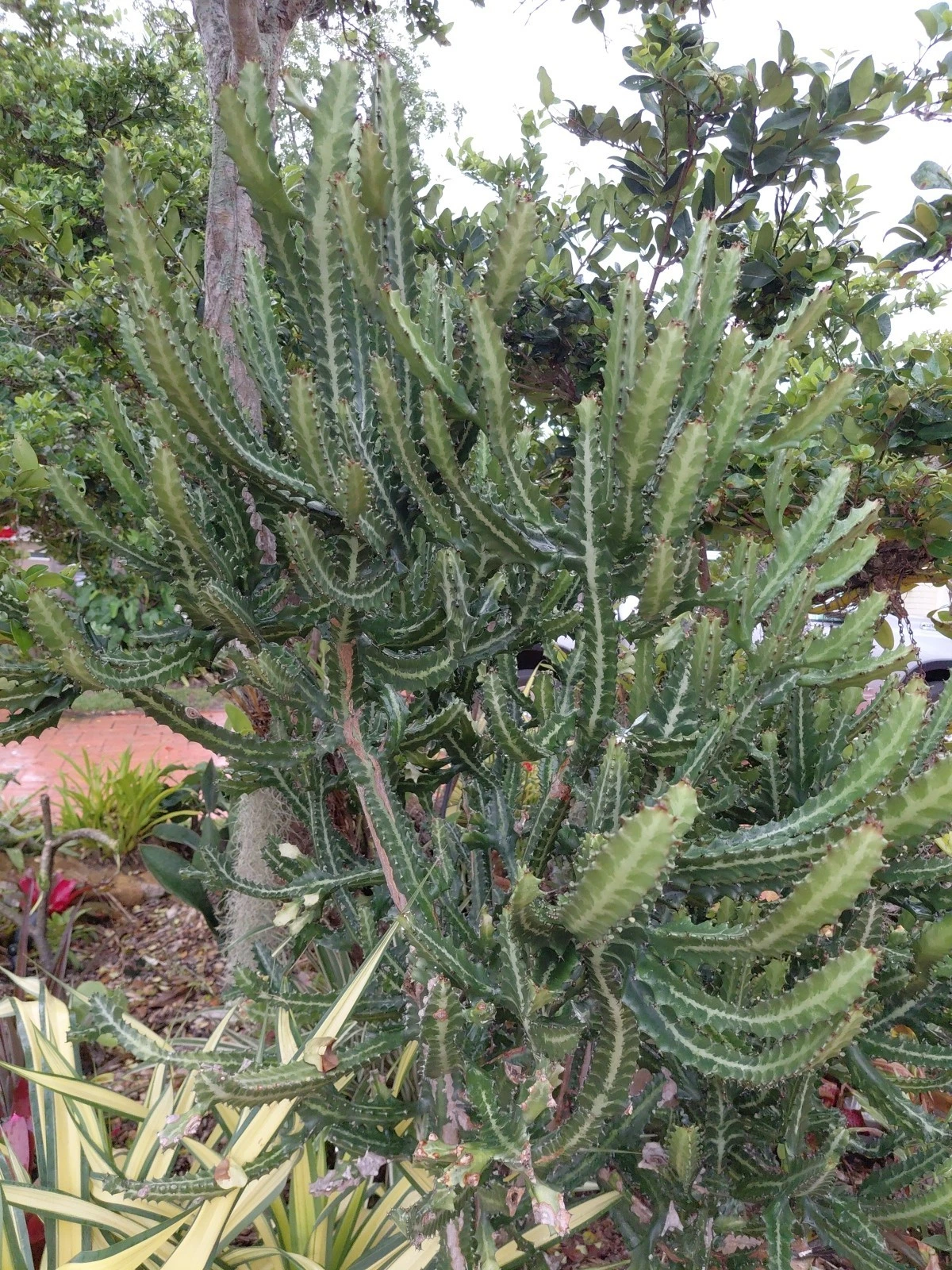 Large Dragon Bones Cactus Cutting - Euphorbia lactea Candelabra Milk Stripe Succulent - Unrooted for Propagation