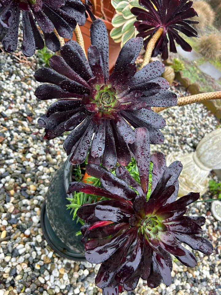 Black Rose Aeonium Succulent Cuttings – 2 Unrooted Aeonium arboreum ‘Zwartkop’ Rosette Plants