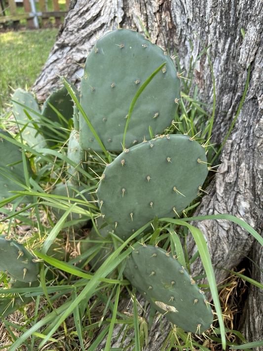 Opuntia Engelmannii Prickly Pear Cactus Cutting 3 Pads Live Plant Succulent Desert Garden Starter
