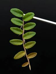 Marcgravia aff. coriacea 10-Leaf Cutting Shingling Vine for Terrariums and Vivariums