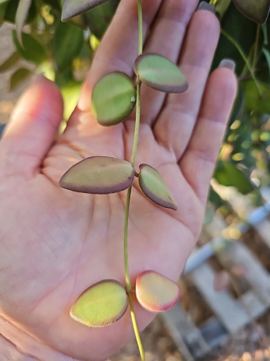 Hoya Burtoniae Cutting – 3-Node Unrooted Stem, Live Wax Plant Starter, Houseplant Propagation, Not DS-70 or Bilobata