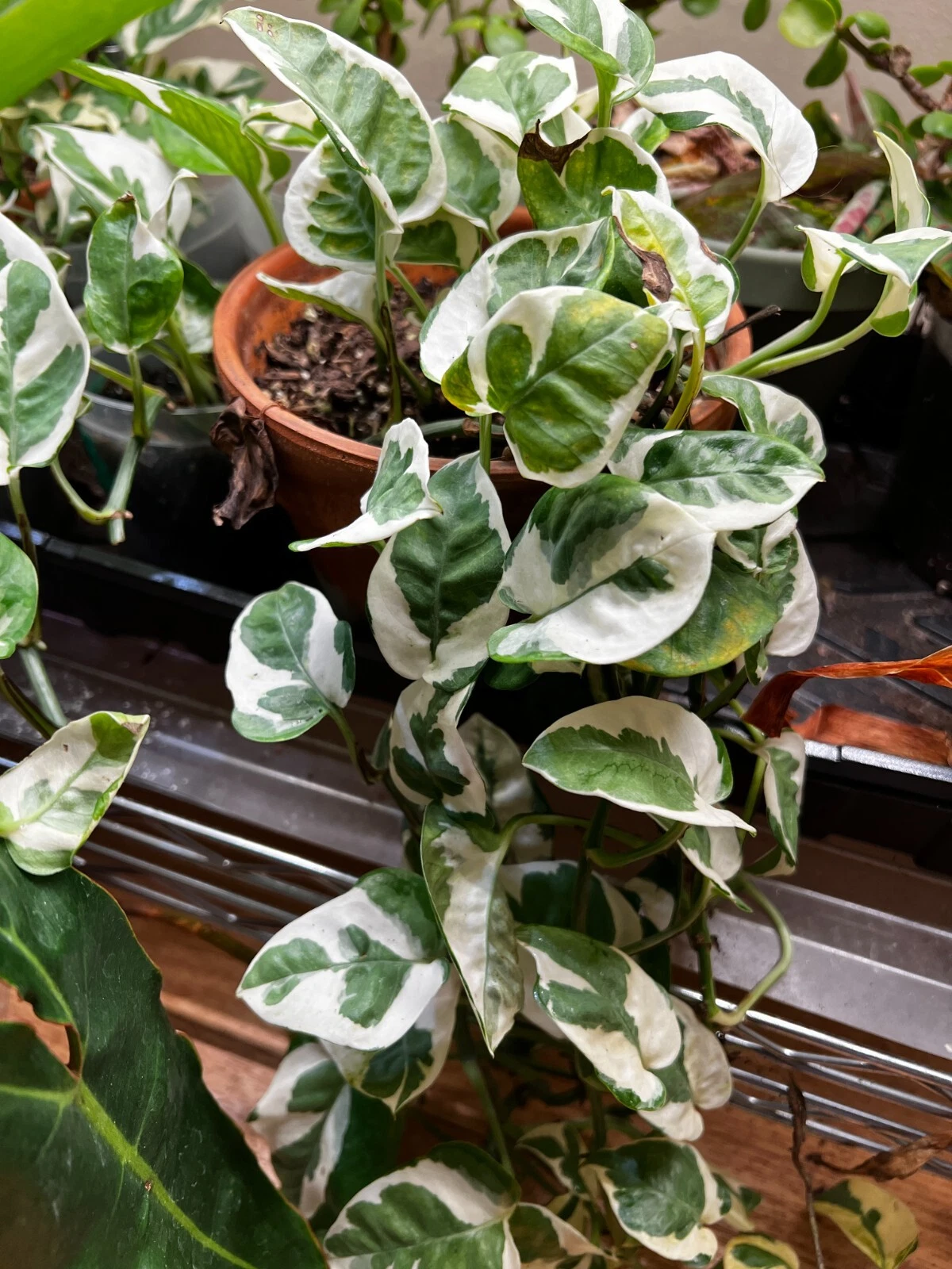 3 N’Joy Pothos Cuttings – Variegated Epipremnum Aureum Unrooted Stems for Propagation, Live Houseplant Vines, Indoor Greenery