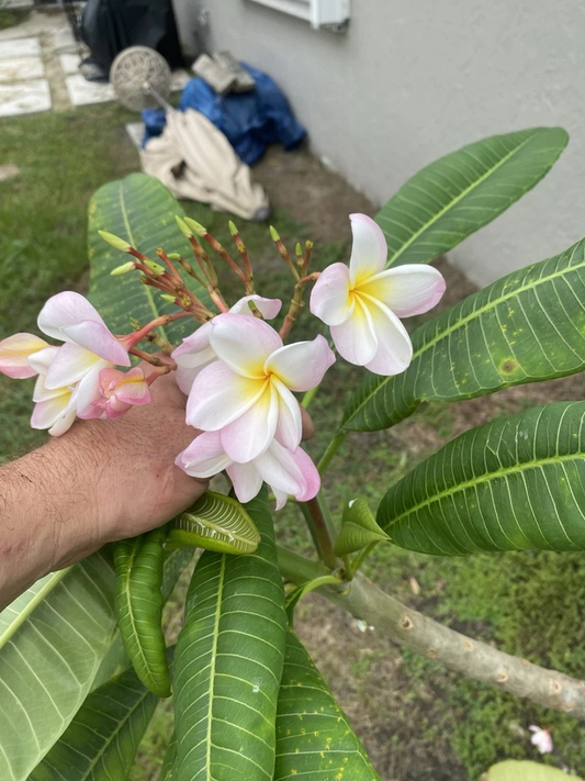 Orange Rainbow Plumeria Cuttings – Unrooted 6-12 Inch Frangipani Flowering Tree Stems for Propagation