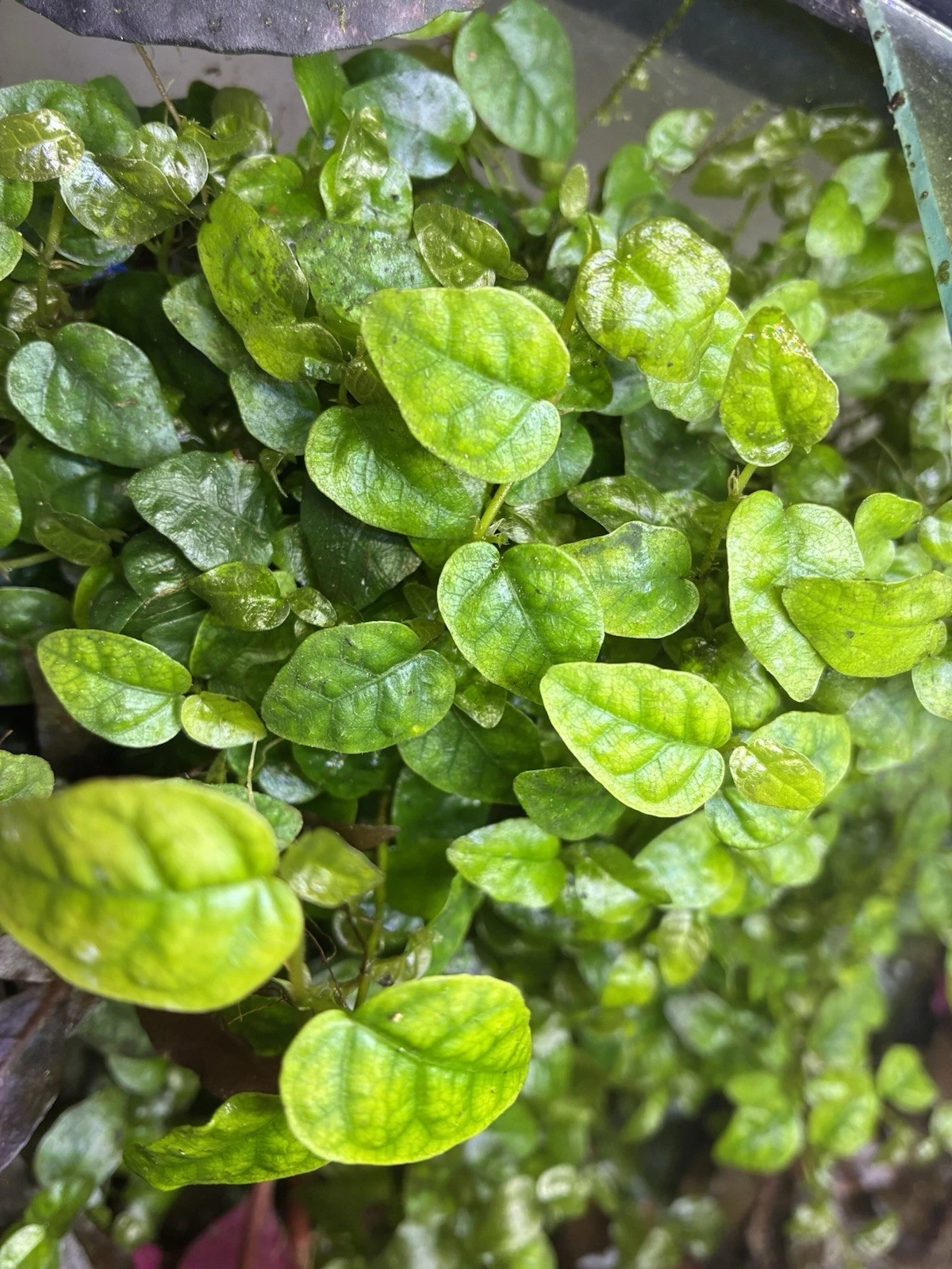 Ficus Pumila Cuttings – Creeping Fig Climbing Vine, 3 Live Unrooted Propagation Cuttings, Indoor Trailing or Climbing Plant