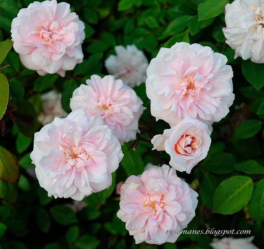 Cecile Brunner Rose Cuttings – 15 Unrooted Pink Antique Rose Propagation Bushes Rosa ‘Cecile Brunner’