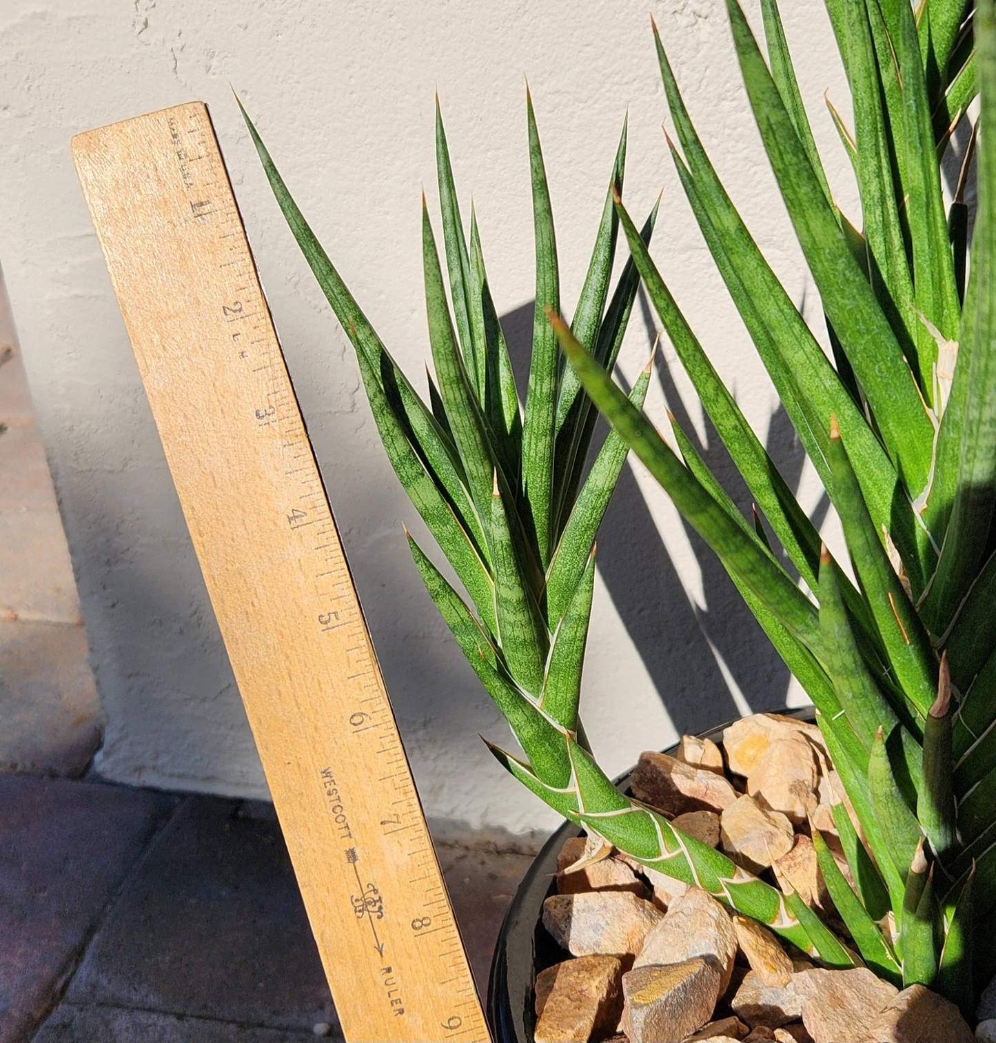 Sansevieria francisii Snake Plant Cutting – Unrooted Succulent Propagation Plant for Indoor Growing