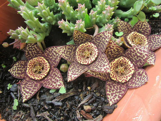 Orbea Variegata Lifesaver Plant Cuttings – 3 Inch Unrooted Succulents for Propagation, Variegated Aloe Hybrid