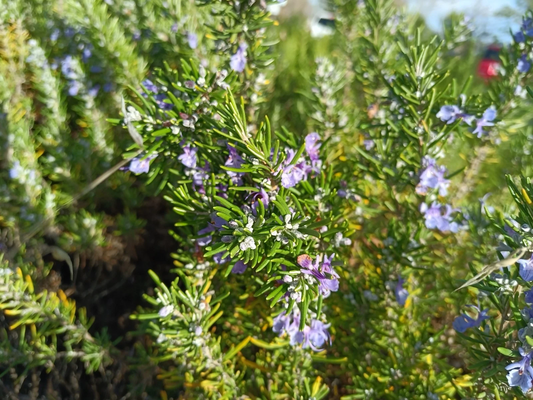 Organic Rosemary Live Cuttings – 12 Fresh 10-Inch Herb Stems for Planting | Salvia rosmarinus | Aromatic Culinary Herb Starter Plants