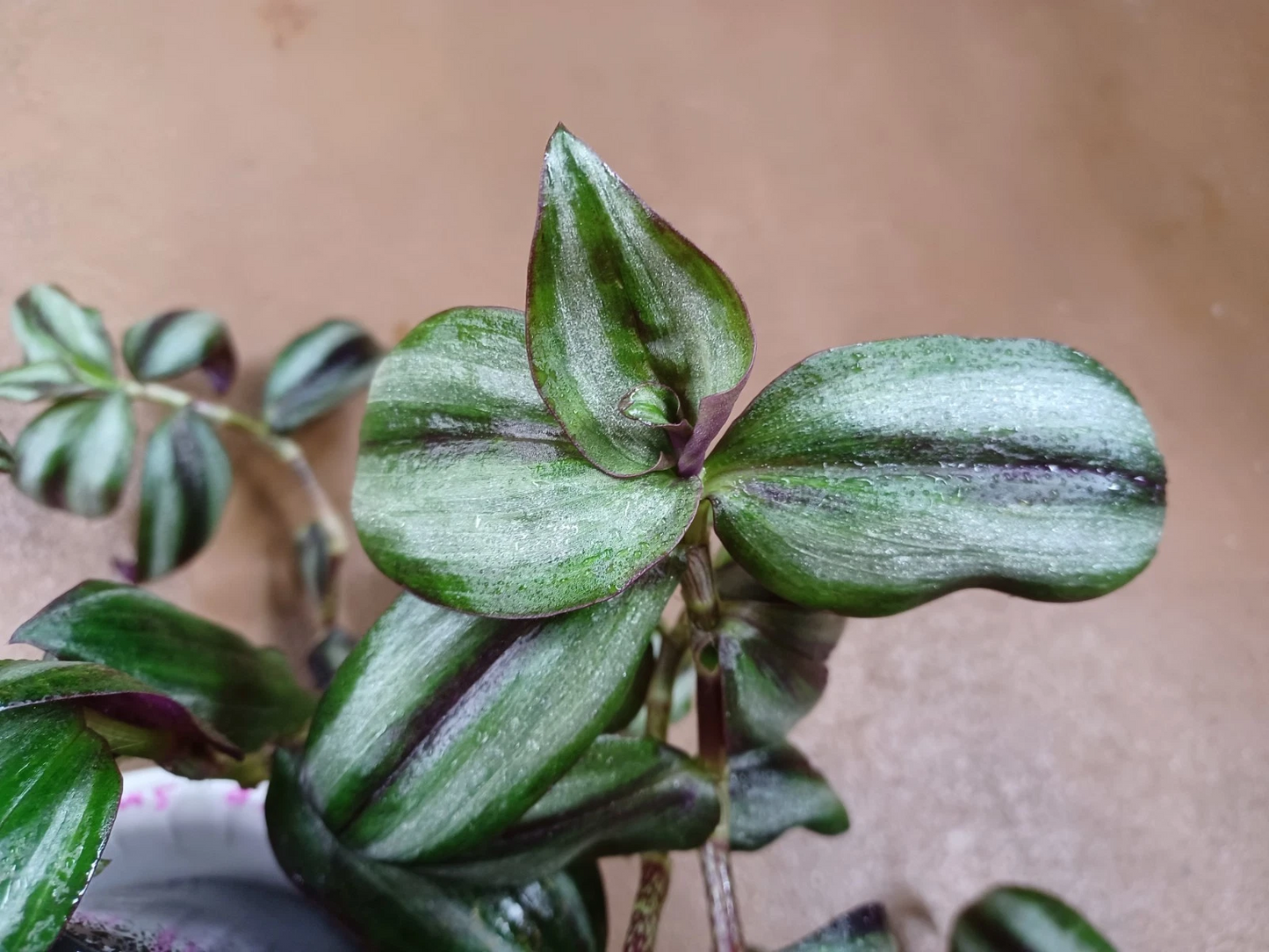 Tradescantia Zebrina Silver Smudge Live Plant Cuttings – Indoor Wandering Jew Houseplant for Bright Spaces