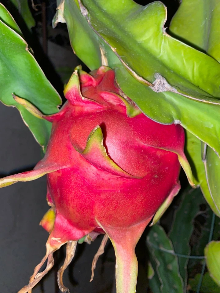 Dragon Fruit Cuttings 24–36” | Fast-Growing Climbing Cactus | High-Yield Hylocereus Variety for Garden & Trellis