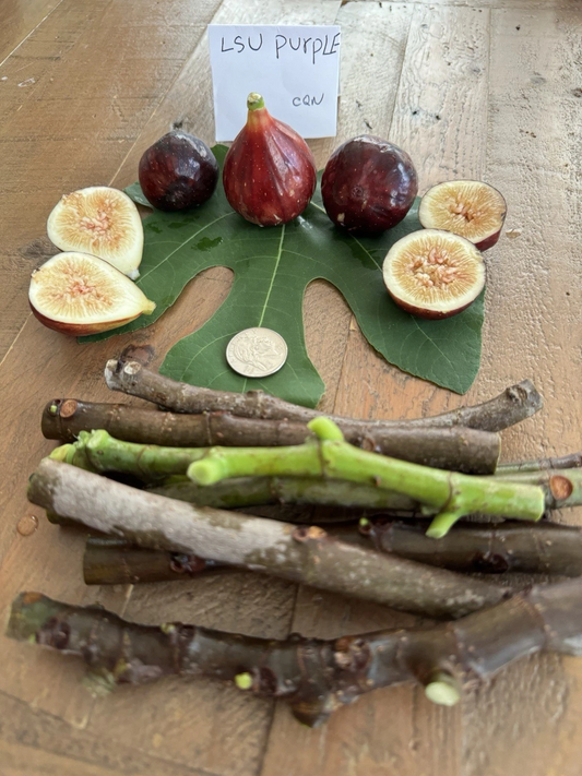 LSU Purple Fig Cuttings – 4 Live Ficus Carica Planting Propagation Material, Purple Fruit, Easy to Grow