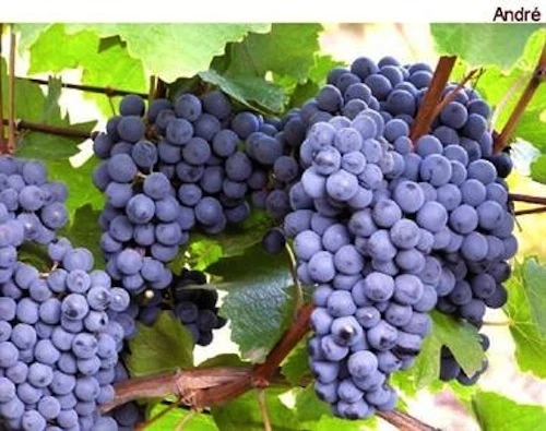 Andre Blue Grape Vine Cuttings – 30 Fresh Green Cold-Hardy Vitis Propagation Cuttings